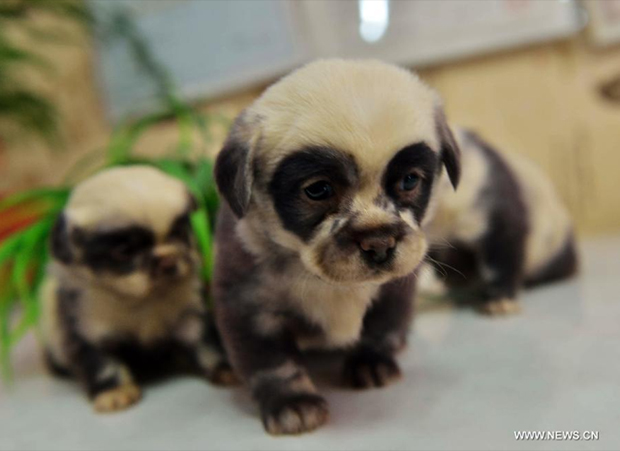 Les chiots pandas