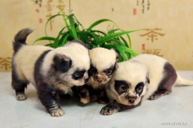 chiots pandas