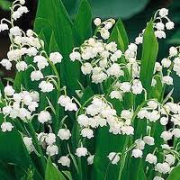 Pourquoi le 1er mai est la fête du muguet ?   